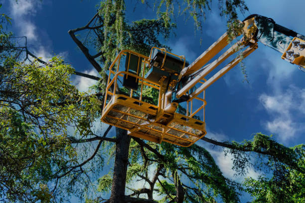 How Our Tree Care Process Works  in Richwood, LA